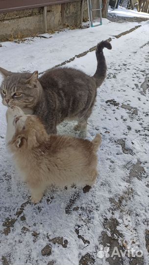 Щенки