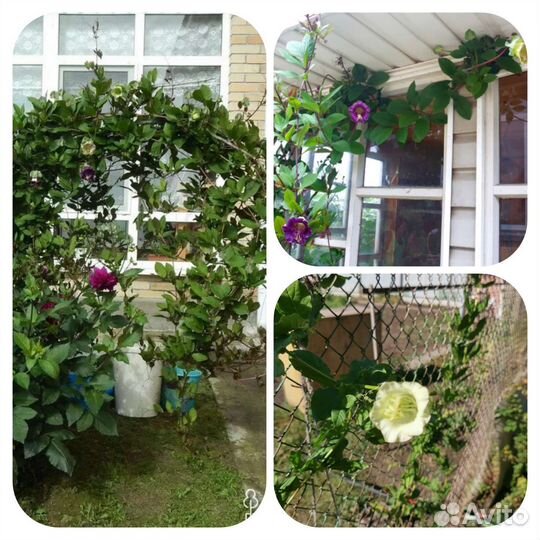 Кобея - лиана для сада