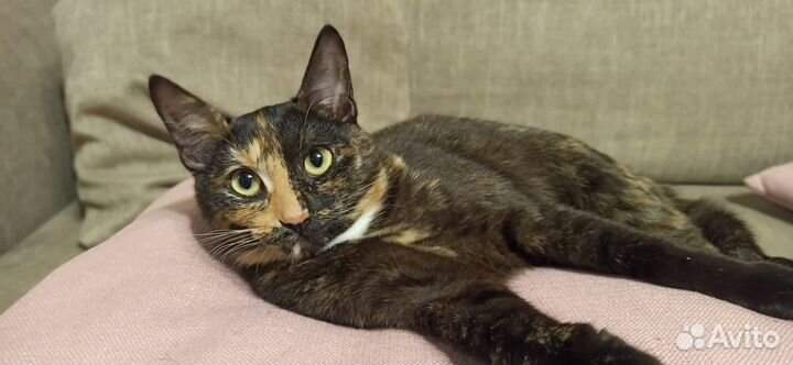 Курильский бобтейл