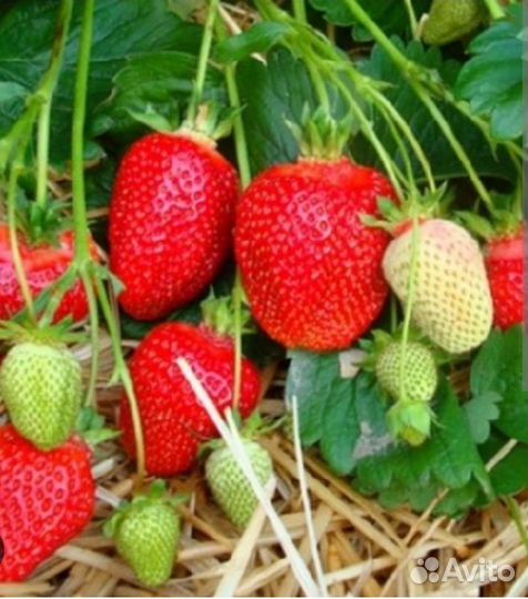 Рассада клубники Азия зкс