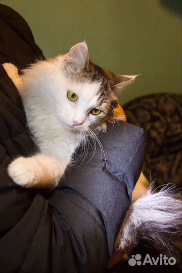 Кошки