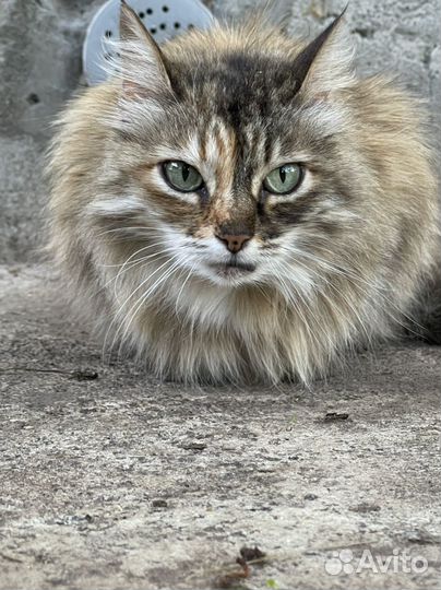 Кошка в добрые руки