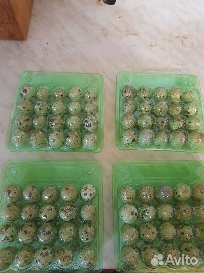 Яйца перепелиные инкубационное