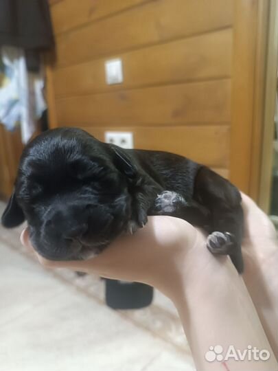 Кокер спаниель