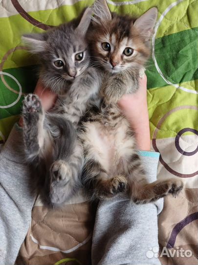 Отдам котенка