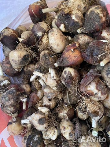 Луковицы тюльпанов купить в Саратове | Товары для дома и дачи | Авито