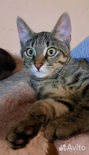 Кот в добрые руки