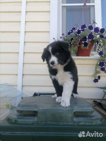 Щенки аусси (Австралийская овчарка)