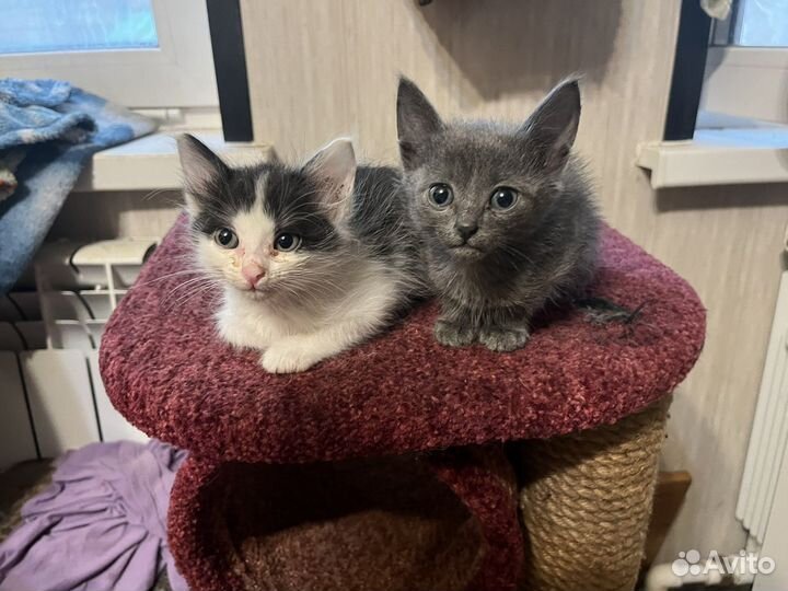 Котенок
