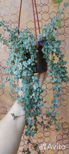 Пелея Ливанская, альтернатера