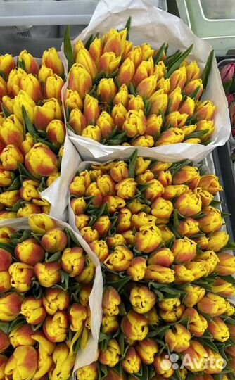 51 тюльпан с доставкой, 101 тюльпан с доставкой