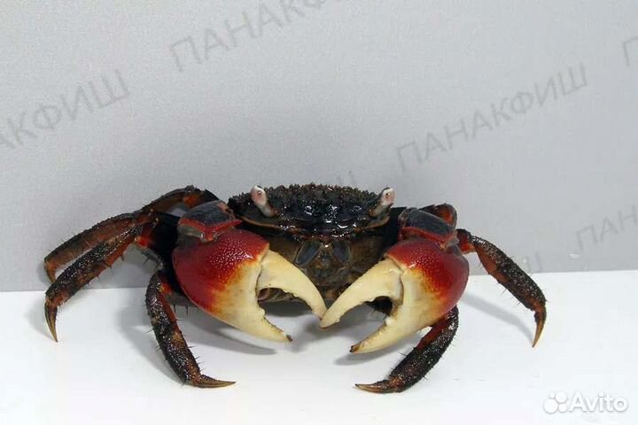 Крабы пресноводные