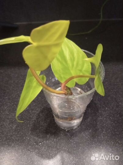 Филодендроны