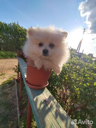 Продам щенков шпица