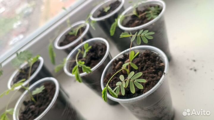 Мимоза стыдливая