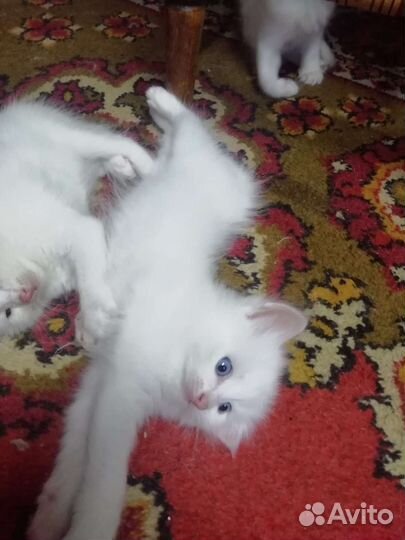 Котята турецкой ангоры в добрые руки 1 месяц