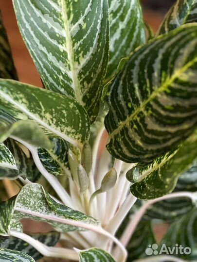 Комнатное растение Аглаонема