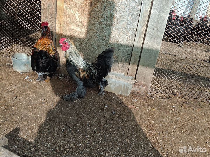 Петушки бентамки