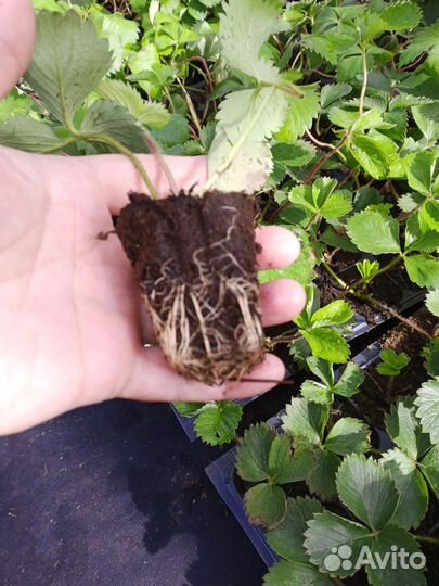 Рассада клубники