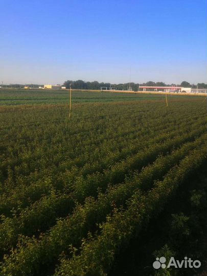 Садовые растения