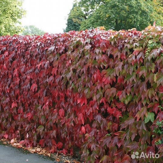 Девичий виноград в контейнере