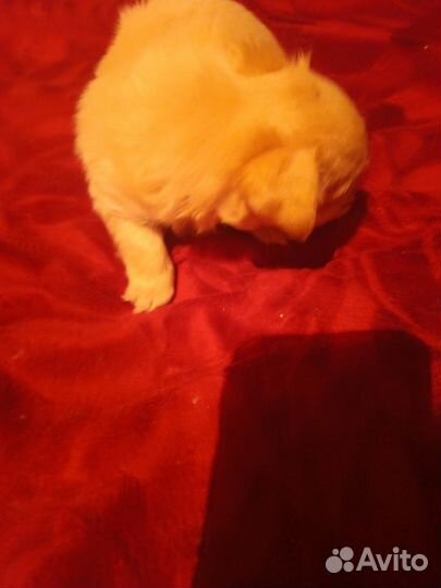 Той-терьер щенки