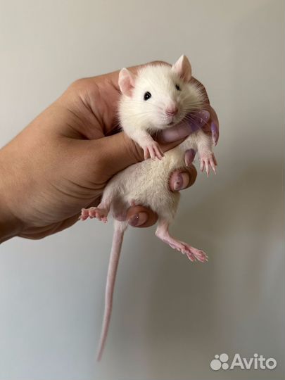 Крыса Дамбо, Крысенок Дамбо. Крыса стандарт