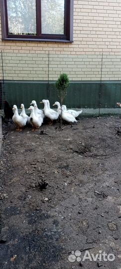 Утки агидель