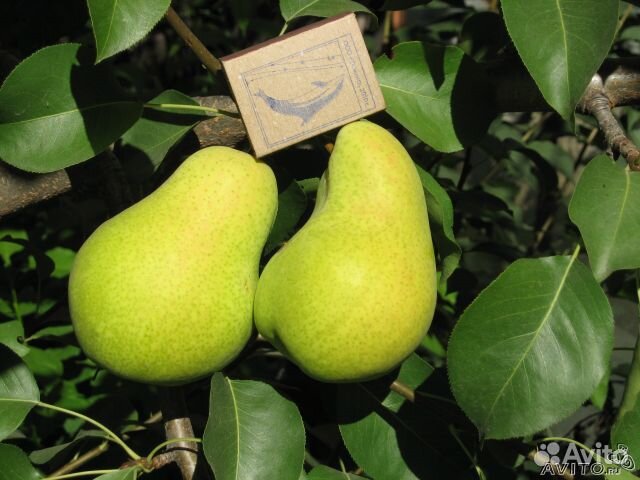 Саженцы плодово-ягодных и декоративных культур