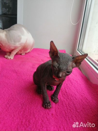 Канадский сфинкс котенок