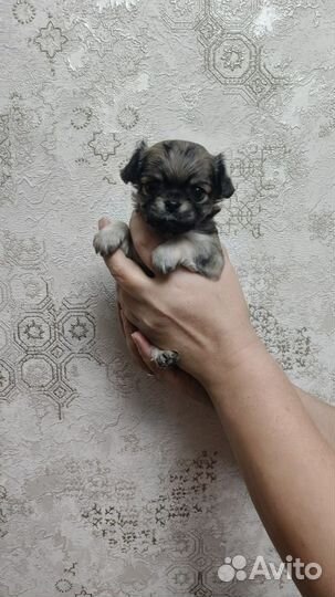 Щенки чихуахуа