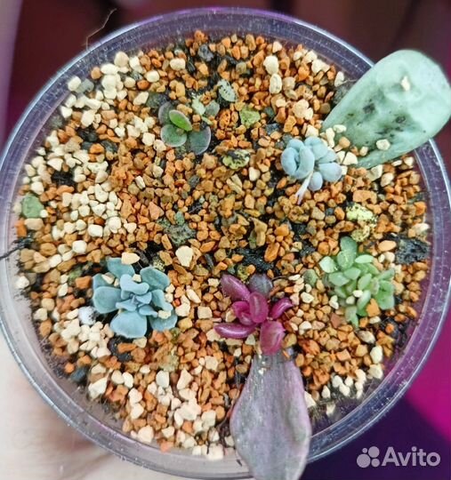 Суккуленты / малышня