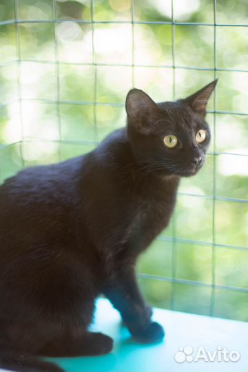 Кошка в дар