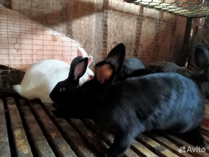 Кролики молодняк много