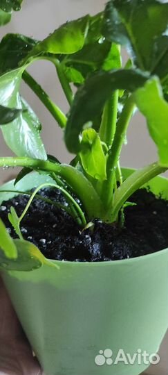 Филодендрон атом