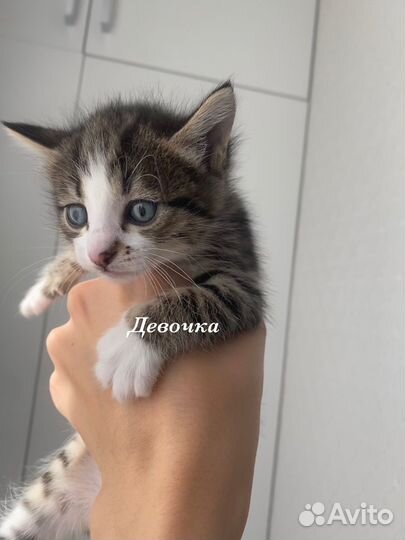 Отдам котенка