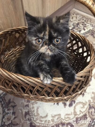 Кошечка экзот 2 месяца