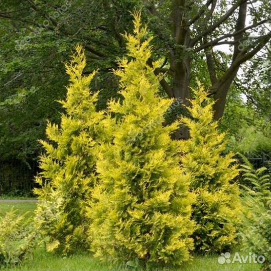 Туя западная Голден Брабант