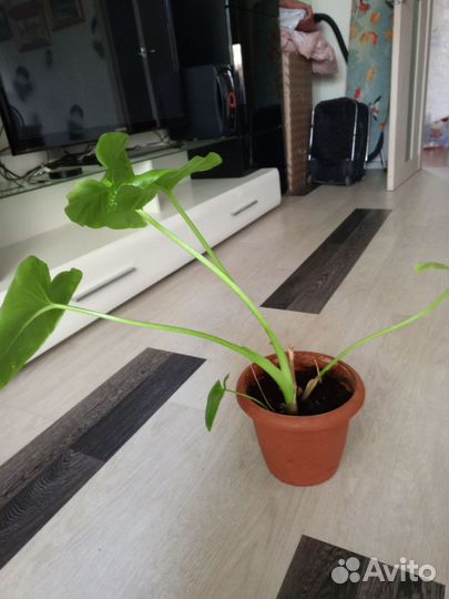 Продам канну домашнюю
