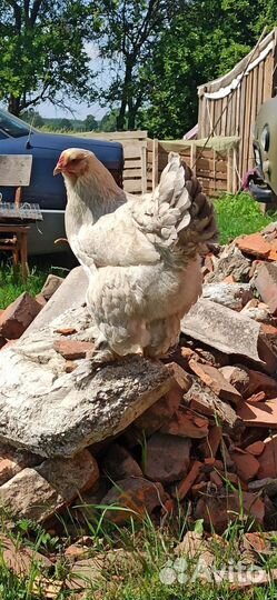 Инкубационное яйцо кур несушек, столовое