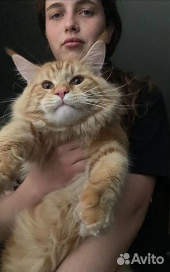 Котята породы мейн-кун