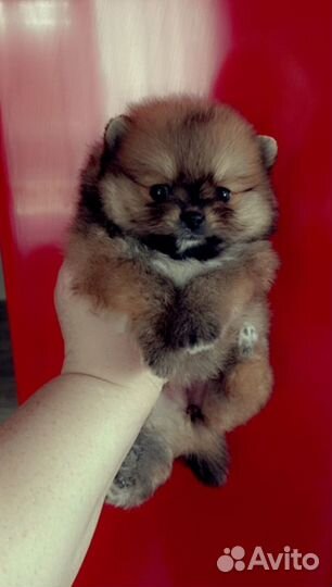 Померанский шпиц