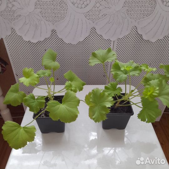 Столетник и отростоки королевской и розовой герани