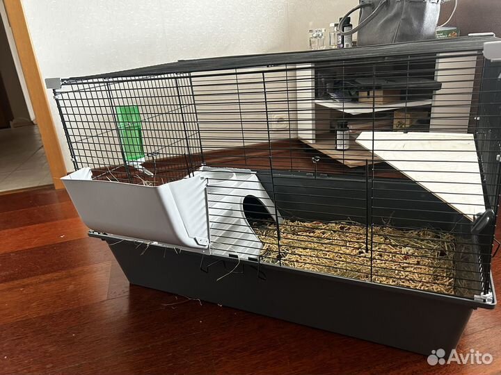 Серебристая шиншилла с клеткой