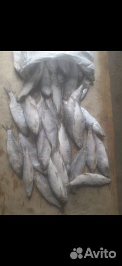 Сырок (пелядь) мороженый