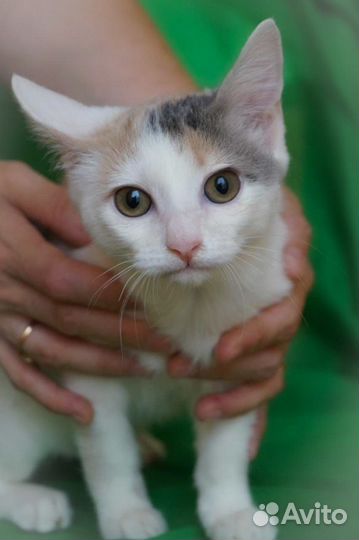 Маргоша, 3,5 месяца, в самые добрые руки