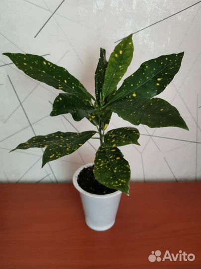 Кодиеум кротон