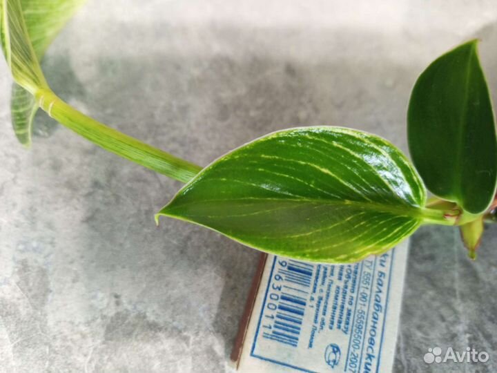 Филодендрон биркин