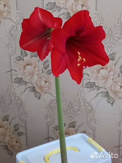 Гиппиаструм детка