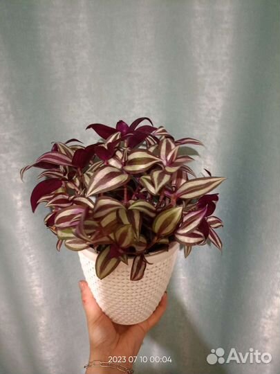 Традесканция зебрина